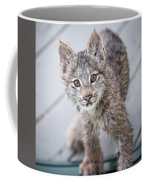 Lynx Coffee Mug featuring the photograph What ARE You by Tim Newton