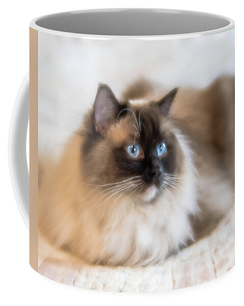 Ragdoll Coffee Mug featuring the photograph What Does She See by Jennifer Grossnickle