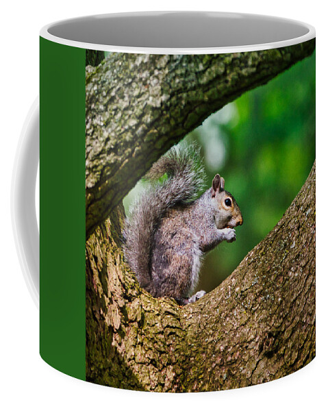 Animal Coffee Mug featuring the photograph Whata Nut by Paul Ross
