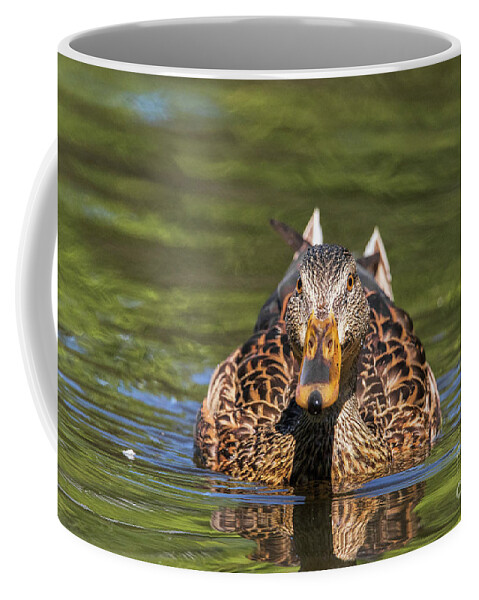 Duck Coffee Mug featuring the photograph Whatcha Doing by Nikki Vig