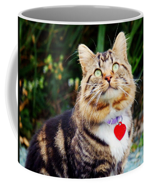 Cat Coffee Mug featuring the photograph What's Up There by Zinvolle Art