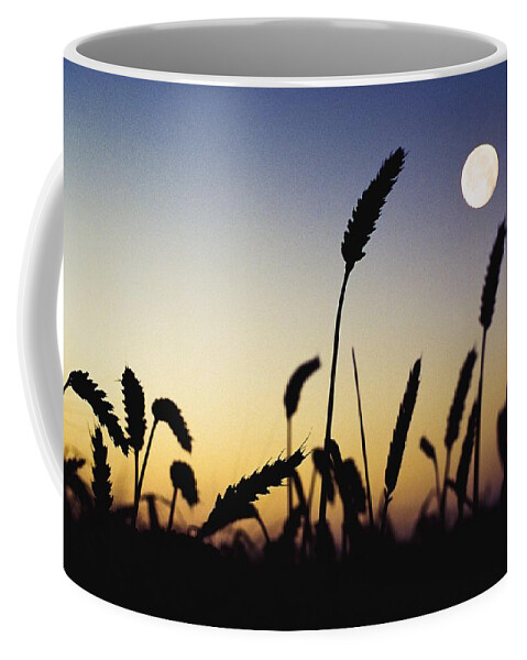 Field Coffee Mug featuring the photograph Wheat Field, Ireland Wheat Field And by The Irish Image Collection 