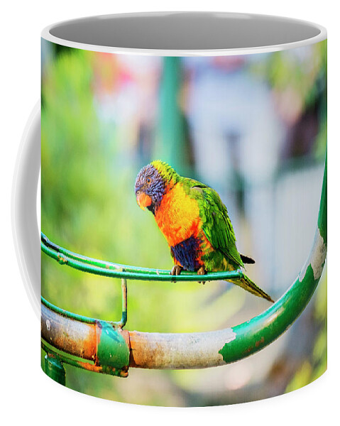 Rainbow Lorikeet Coffee Mug featuring the photograph Where is my Dinner by Catherine Reading