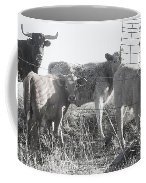 Cows Coffee Mug featuring the photograph Where Is Our Dinner by Toni Hopper