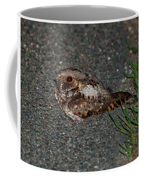 Whip-poor-will Coffee Mug featuring the photograph Whip-poor-will by Nancy Landry