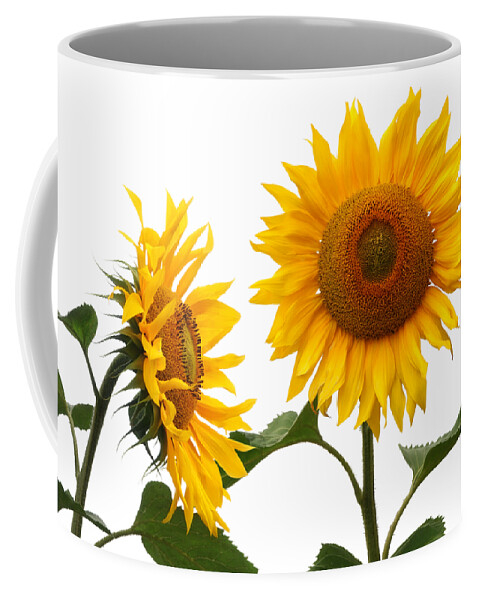 Sunflower Coffee Mug featuring the photograph Whispering Secrets Sunflowers On White by Gill Billington