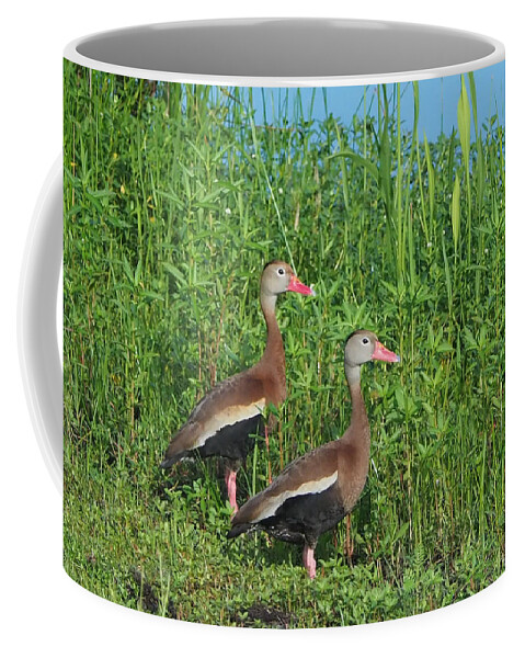 Black-bellied Coffee Mug featuring the photograph Whistling Ducks by Farol Tomson