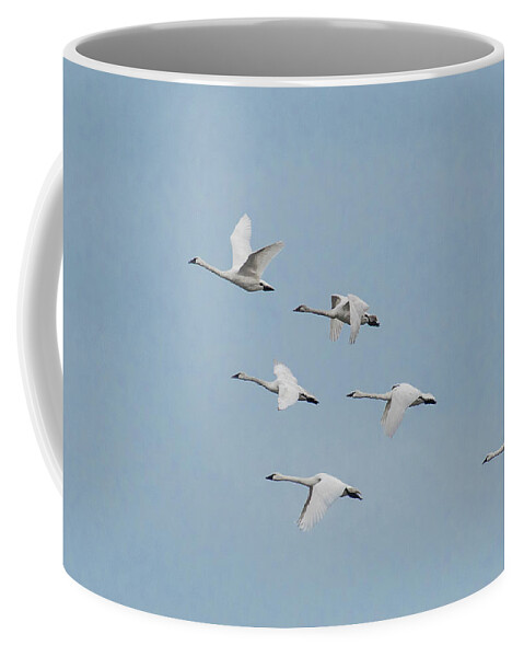Nature Coffee Mug featuring the photograph Whistling Swan in Flight by Donald Brown