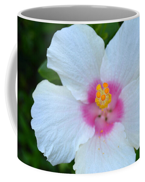 Flower Coffee Mug featuring the photograph White and Pink Hibiscus by Amy Fose