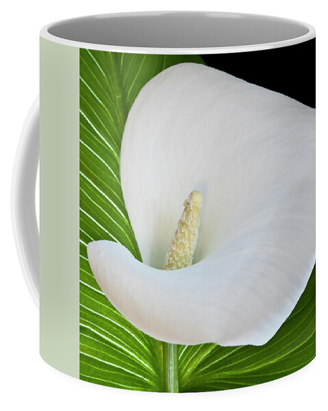 Calla Coffee Mug featuring the photograph White Calla by Heiko Koehrer-Wagner