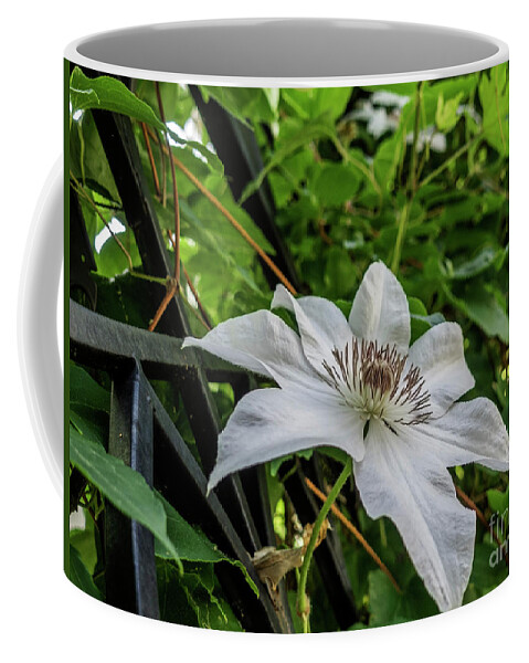 50129 Coffee Mug featuring the photograph White Clematis Flower Garden 50129 by Ricardos Creations