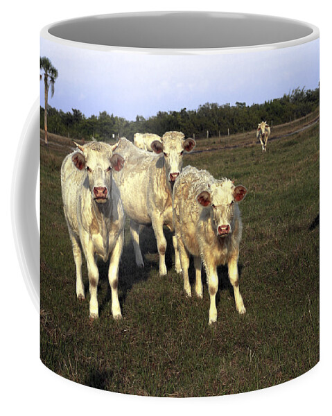 White Cows Coffee Mug featuring the photograph White Cows by Sally Weigand