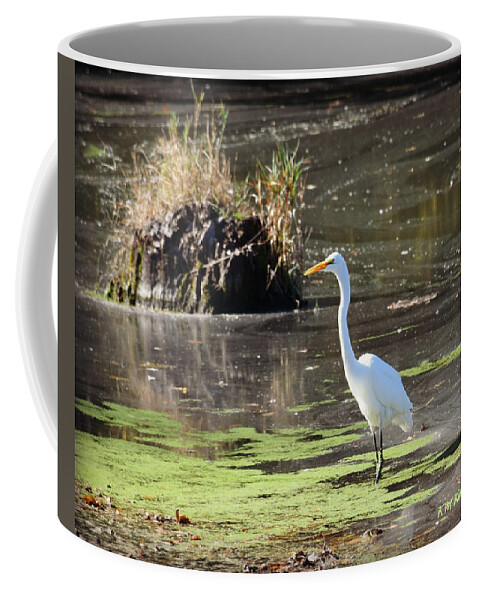 White Egret In The Shallows Coffee Mug featuring the photograph White Egret In The Shallows by Kathy M Krause