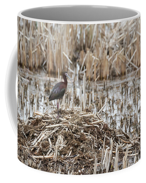 White-faced Ibis (plegadis Chihi) Coffee Mug featuring the photograph White-faced Ibis 2017-1 by Thomas Young