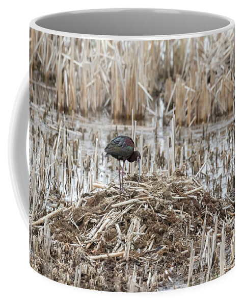 White-faced Ibis (plegadis Chihi) Coffee Mug featuring the photograph White-faced Ibis 2017-2 by Thomas Young