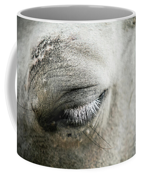 Horse Coffee Mug featuring the photograph White horse eye with white cilia by Dimitar Hristov