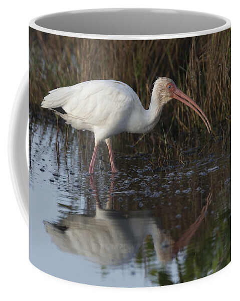 American Coffee Mug featuring the photograph White Ibis feeding by David Watkins