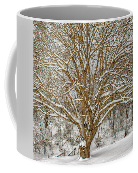 Landscape Coffee Mug featuring the photograph White Oak in Snow by Joe Shrader