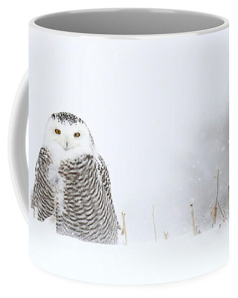 Owl Coffee Mug featuring the photograph White on white by Heather King