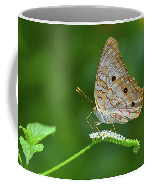 Butterfly Coffee Mug featuring the photograph White Peacock Butterfly on Small White Flowers by Artful Imagery