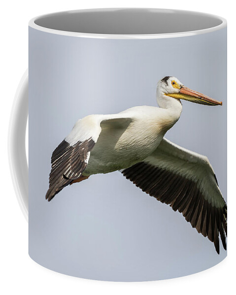 American White Pelican Coffee Mug featuring the photograph White Pelican 2016-1 by Thomas Young