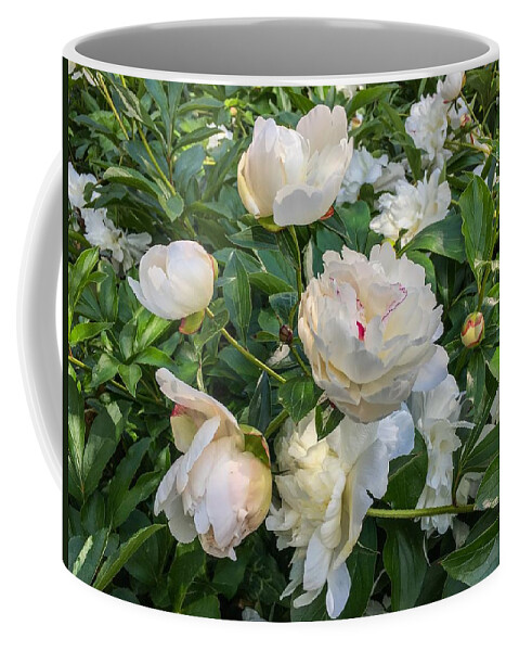 White Peonies Coffee Mug featuring the photograph White Peonies in North Carolina by Chris Berrier