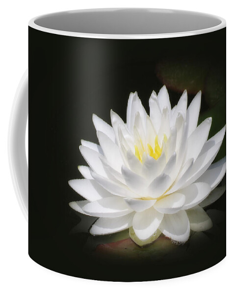 Water Lily Coffee Mug featuring the photograph White Petals Glow - Water Lily by MTBobbins Photography