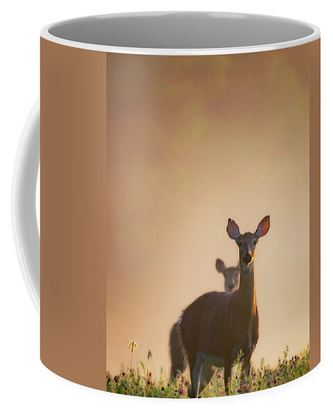 Deer Coffee Mug featuring the photograph White-Tailed Deer 2016 by Bill Wakeley