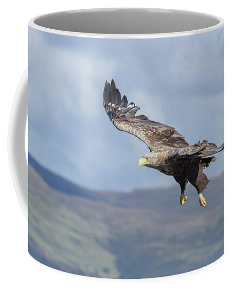 White-tailed Eagle Coffee Mug featuring the photograph White-Tailed Eagle On Mull by Pete Walkden