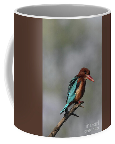 Bird Coffee Mug featuring the photograph White-throated Kingfisher 09 by Werner Padarin