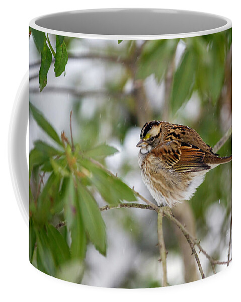 White Throated Sparrow In Winter Coffee Mug featuring the photograph White Throated Sparrow in Winter by Karen Jorstad