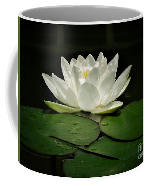 Water Lily Coffee Mug featuring the photograph White Water Lily by Chad and Stacey Hall