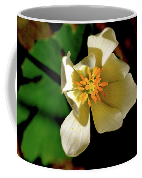 Macro Photography Coffee Mug featuring the photograph Bloodroot White Flower by Meta Gatschenberger