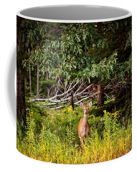 Whitetail Deer Print Coffee Mug featuring the photograph Whitetail Deer Print by Gwen Gibson