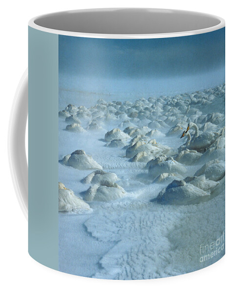 Whooper Swan Coffee Mug featuring the photograph Whooper Swans in Snow by Teiji Saga and Photo Researchers