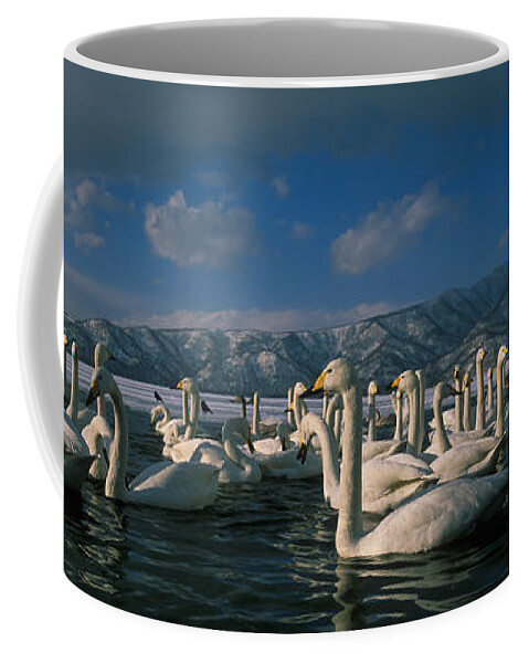 Whooper Swan Coffee Mug featuring the photograph Whooper Swans In Winter by Jean-Louis Klein & Marie-Luce Hubert