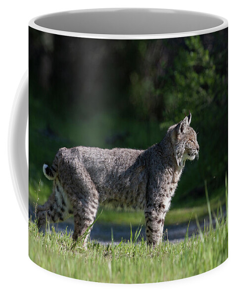 Wild Cat Coffee Mug featuring the photograph Wild Bobcat stands profile looking toward sun by Mark Miller