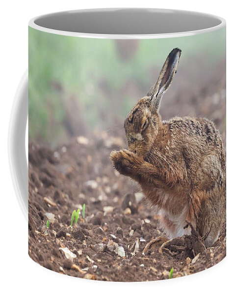 Hare Coffee Mug featuring the photograph Wild brown hare with eyes closed, having a morning wash 0124 by Simon Bratt