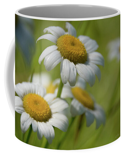 Daisies Coffee Mug featuring the photograph Wild Field Daisies by Henri Irizarri