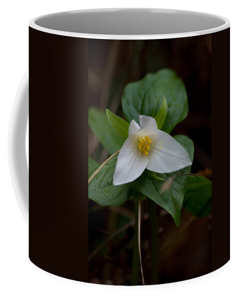 Adria Trail Coffee Mug featuring the photograph Wild Lily by Adria Trail