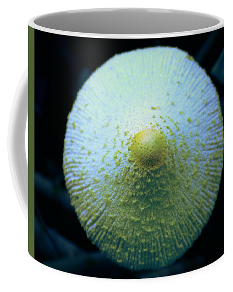 Macro Coffee Mug featuring the photograph Wild Mushroom 2 by M Diane Bonaparte
