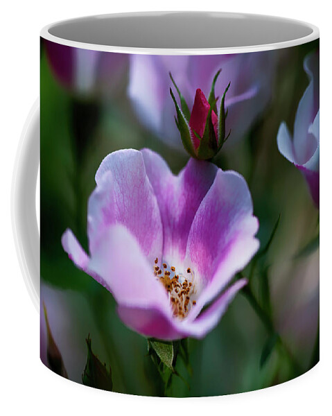  Coffee Mug featuring the photograph Wild Rose 7 by Dan Hefle