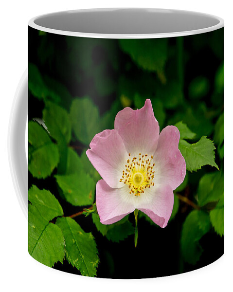 Wild Roses Floral Coffee Mug featuring the photograph Wild Roses. First movement. by Elena Perelman