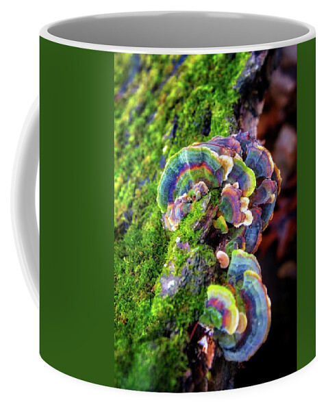 Mushroom Coffee Mug featuring the photograph Wild Striped Mushroom Growing on Tree - Paradise Springs - Kettle Moraine State Forest by Jennifer Rondinelli Reilly - Fine Art Photography