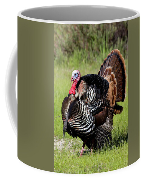 Wild Coffee Mug featuring the photograph Wild Turkey Display by Mark Miller