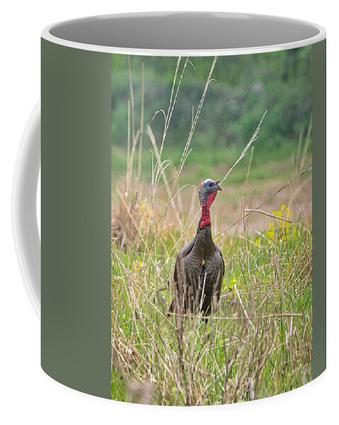 Animal Coffee Mug featuring the photograph Wild Turkey by Paul Ross