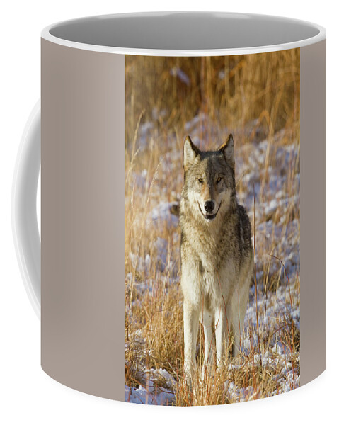 Nature Coffee Mug featuring the photograph Wild Wolf Portrait by Mark Miller