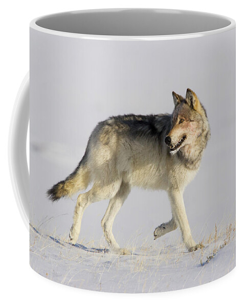 Mark Miller Photos Coffee Mug featuring the photograph Wild Yellowstone Wolf in Subzero Weather by Mark Miller