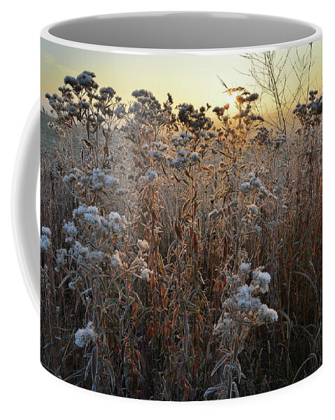 Glacial Park Coffee Mug featuring the photograph Wildflower Shadows at Sunrise in Glacial Park by Ray Mathis
