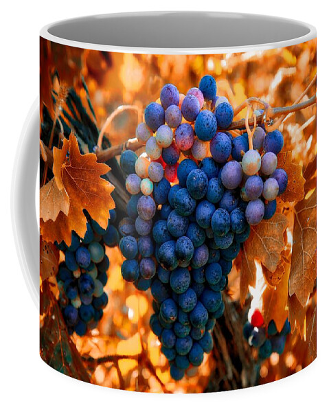 Wine Grapes Of Many Colors Coffee Mug featuring the photograph Wine grapes of many colors by Lynn Hopwood